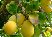 Limone